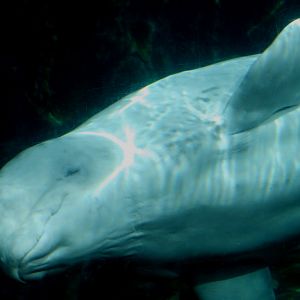 Beluga Enclosure