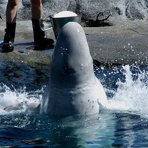 Beluga Enclosure