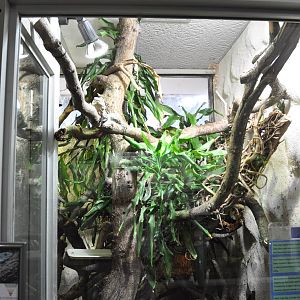 Utila Island Iguana Exhibit.