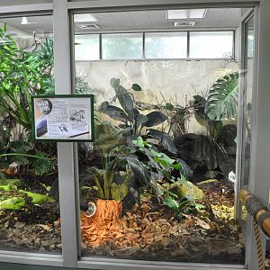 Mountain Chicken Exhibit