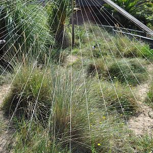 Jersey Green Lizard Enclosure