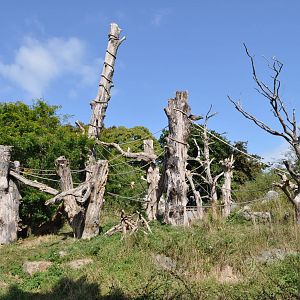 Black and Gold Howler Monkeys at "First Impressions"