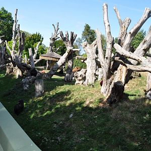 Western Lowland Gorilla Enclosure