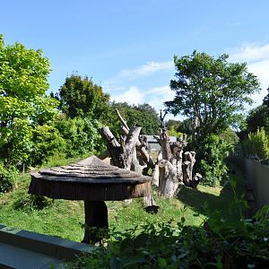 Western Lowland Gorilla Enclosure