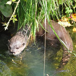 Asian Short Clawed Otter