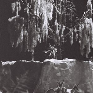 nighttime zoo, tmax 3200