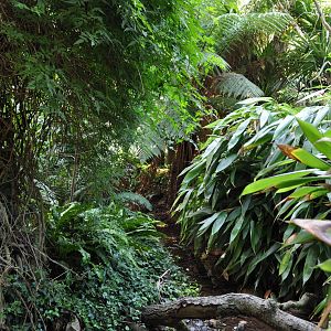 Jewels of the Forest Walkthrough