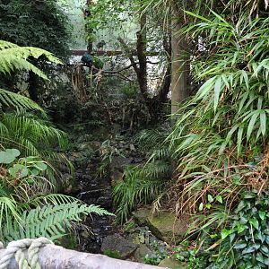 Jewels of the Forest Walkthrough