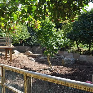Red River Hogs Enclosure