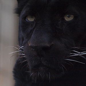 Black Leopard