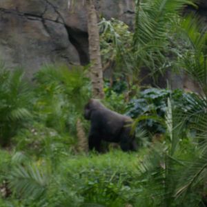 Melbourne Zoo Gorilla Exhibit