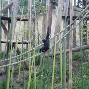 Siamang at Melbourne Zoo
