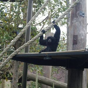 Siamang at Melbourne Zoo
