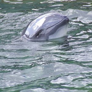 Harbour Porpoise