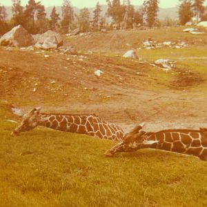 Borås Zoo, the savanna, late 1960s