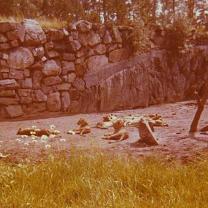 Borås Zoo, African lions, late 1960s