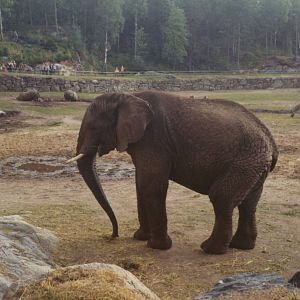 Borås Zoo, Acrican savanna, early 1970s