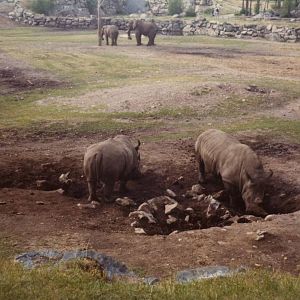 Borås Zoo, African savanna, early 1970s