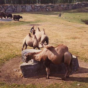 Borås Zoo, Asian steppe, early 1970s