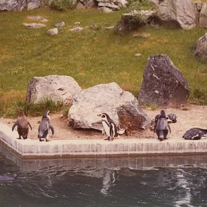 Borås Zoo, penguins, early 1970s