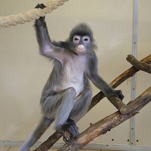 Phayre's Langur at Twycross 13/09/09