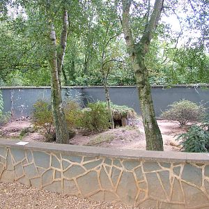 Bat-eared Fox enclosure at Twycross 13/09/09