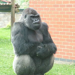 Male Western Lowland Gorilla at Twycross 13/09/09