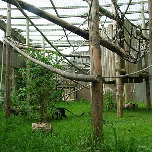 Lowe's Guenon exhibit at Twycross 13/09/09