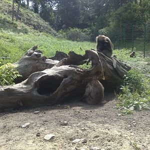 Veszprem Zoo - 2009 Gelada