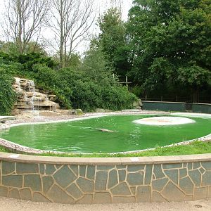 Sealion pool at Twycross 13/09/09