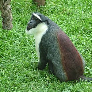 Roloway Guenon at Twycross 13/09/09