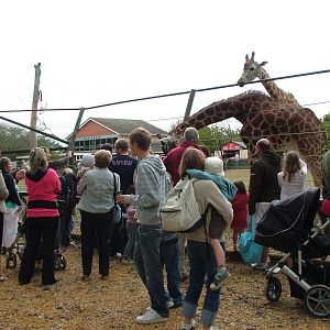 Giraffe viewing at Twycross 13/09/09