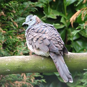 Red Turtle Dove at Twycross 13/09/09