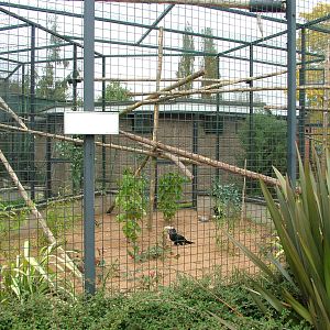 Silvery-cheeked Hornbills at Twycross 13/09/09