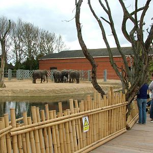 Elephant Walkway at Twycross 13/09/09
