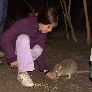 Eastern Bettong