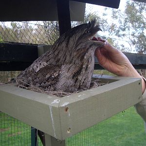 Tawny Frogmouth