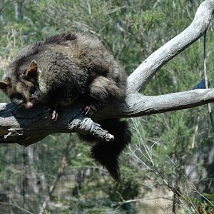 Yellow Bellied Glider at Moonlit Sanctuary