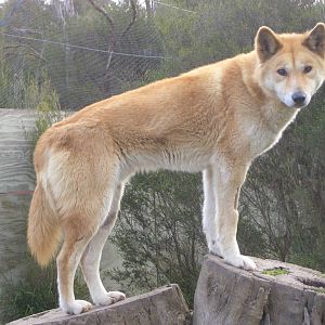 Dingo at Moonlit Sanctuary