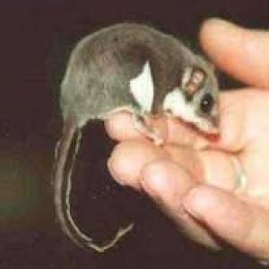 Feather-tail Glider at Moonlit Sanctuary