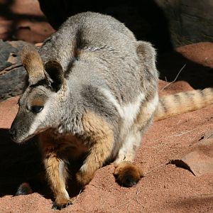 Yellow-footed Rock Wallaby