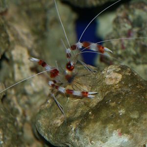 Banded Coral Shrimp
