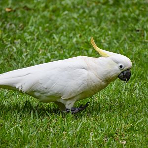 wild - Sulphur-crested Cockatoo