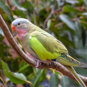 Princess Parrot
