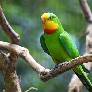 Superb Parrot