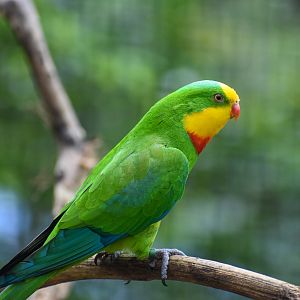 Superb Parrot