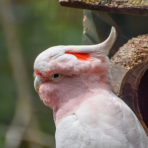 Major Mitchell's Cockatoo