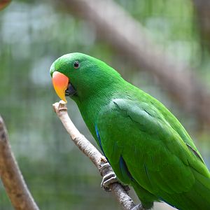 Eclectus Parrot