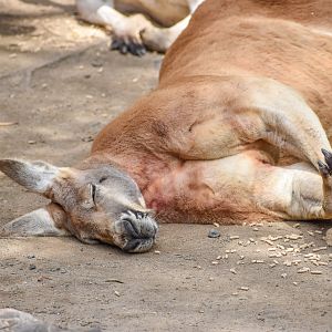 Red Kangaroo