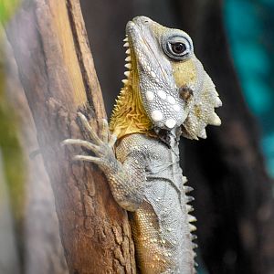 Boyd's Forest Dragon